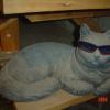 koolcat