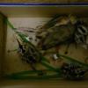 Birds10