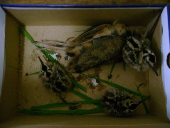 Birds10