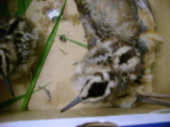 Birds11