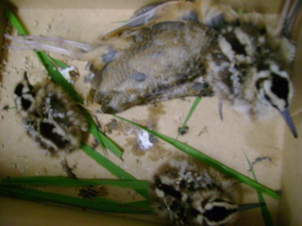 Birds12