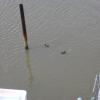 Birds2
