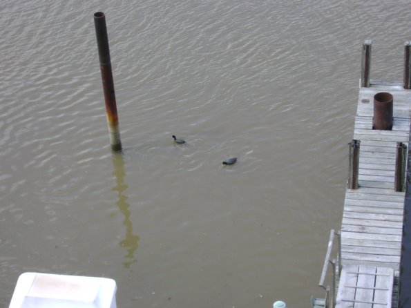 Birds2