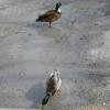 Birds3