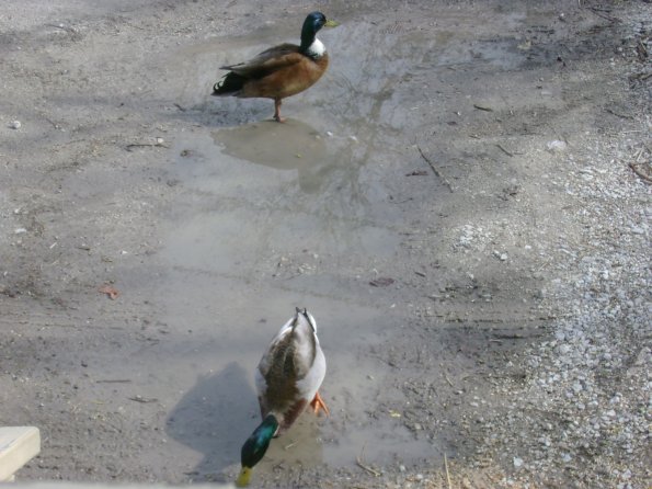 Birds3