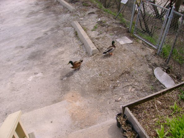 Birds5