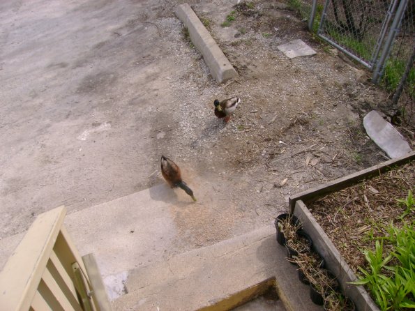 Birds6