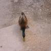 Birds7
