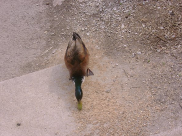 Birds7