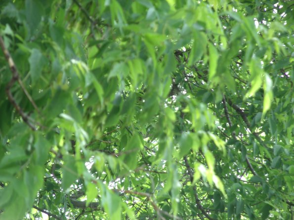 GEDSC DIGITAL CAMERA