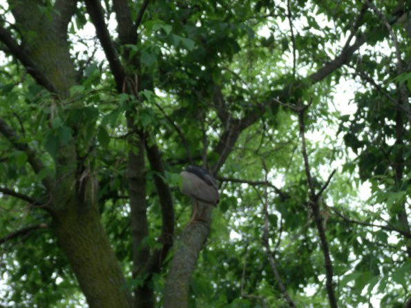 GEDSC DIGITAL CAMERA
