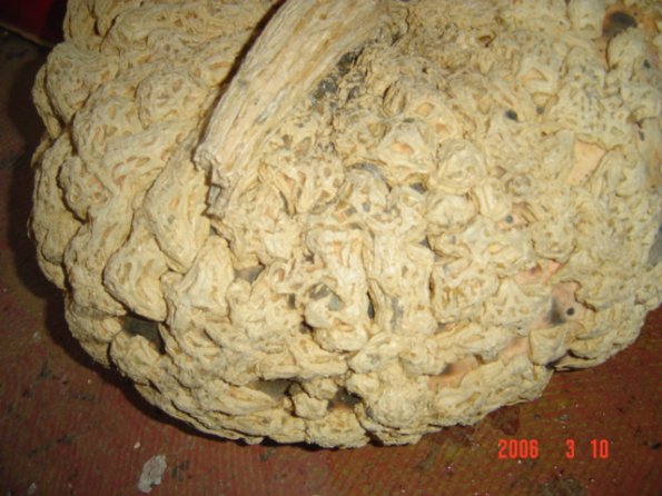 NatureDPW24