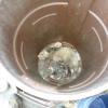 Possum1
