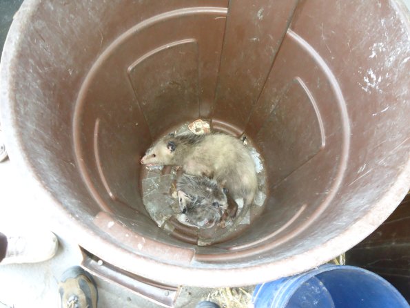 Possum1