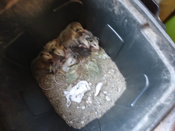 Possum2