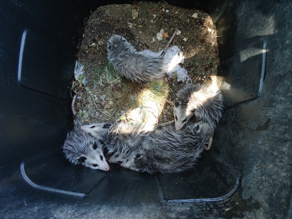 Possum3