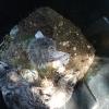 Possum4