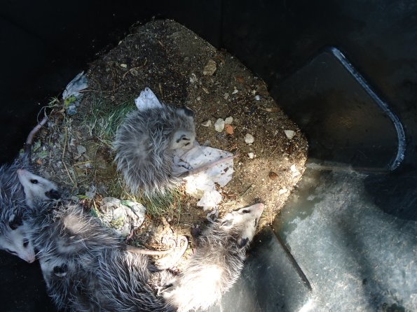 Possum4
