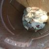 Possum5