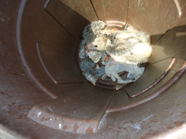 Possum5